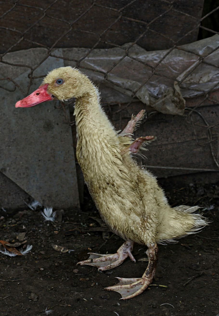 Гусь с сигарой