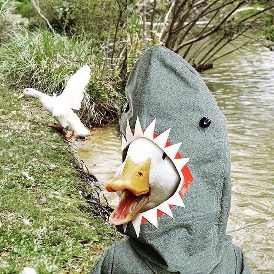 Сумасшедшая утка