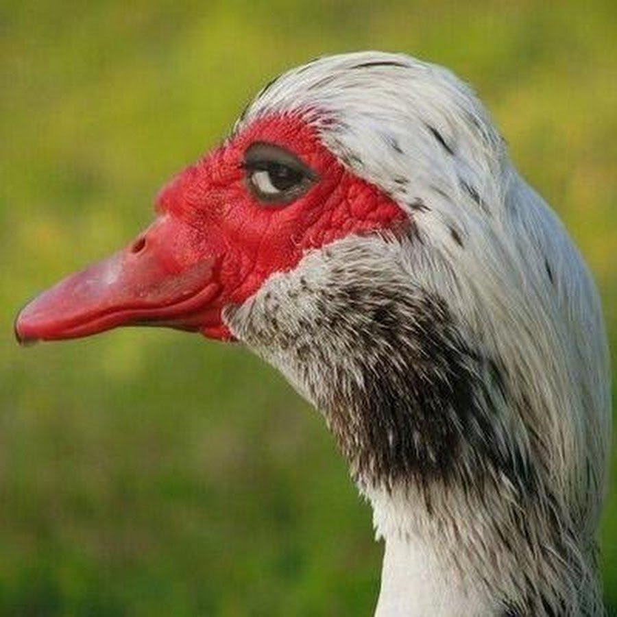 Гусиный клюв