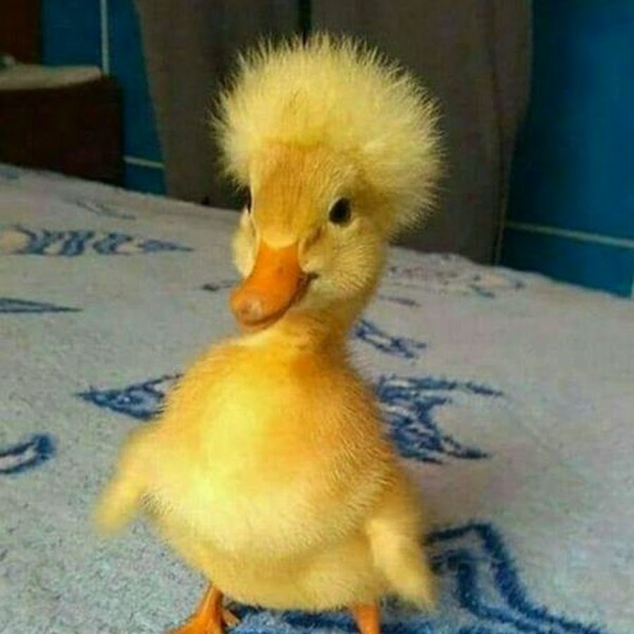 Потерялся утёнок!