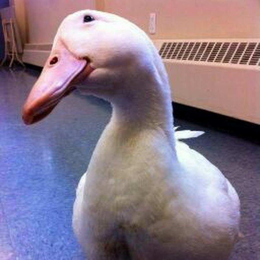 Страшные утки