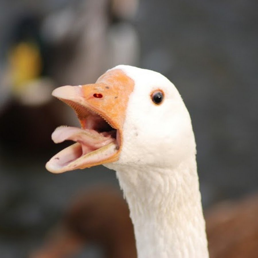 Крутой Гусь