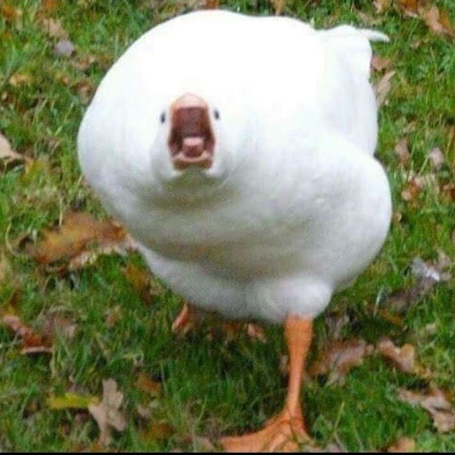 Стервятник лысый