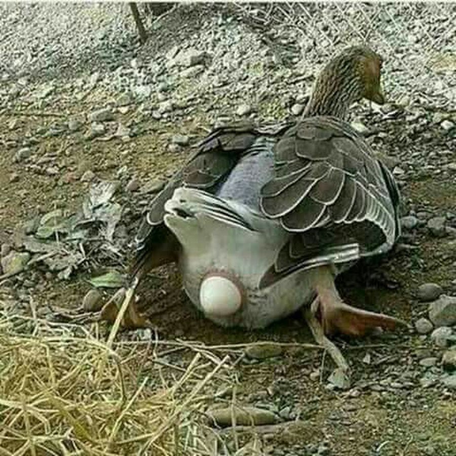 Гусь с очками