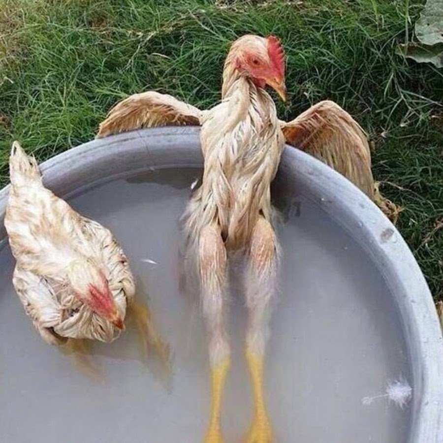 Глупая женщина с губами