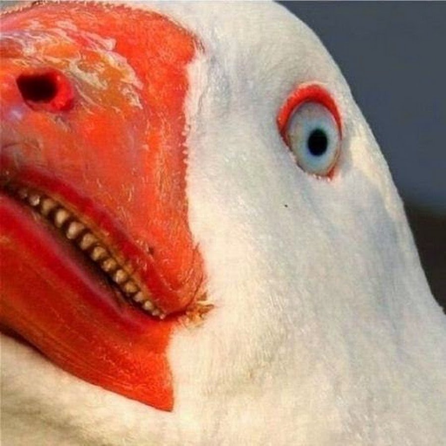 Мокрая курица