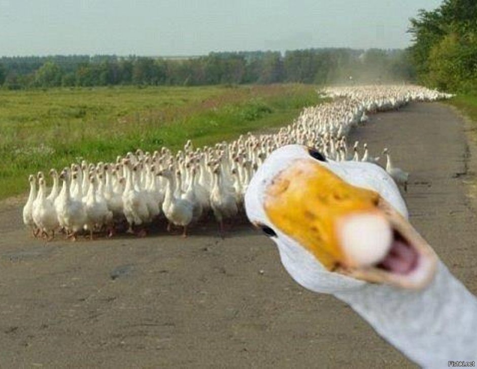 Наглая утка