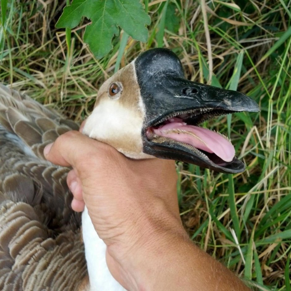 Гусь вытянул шею