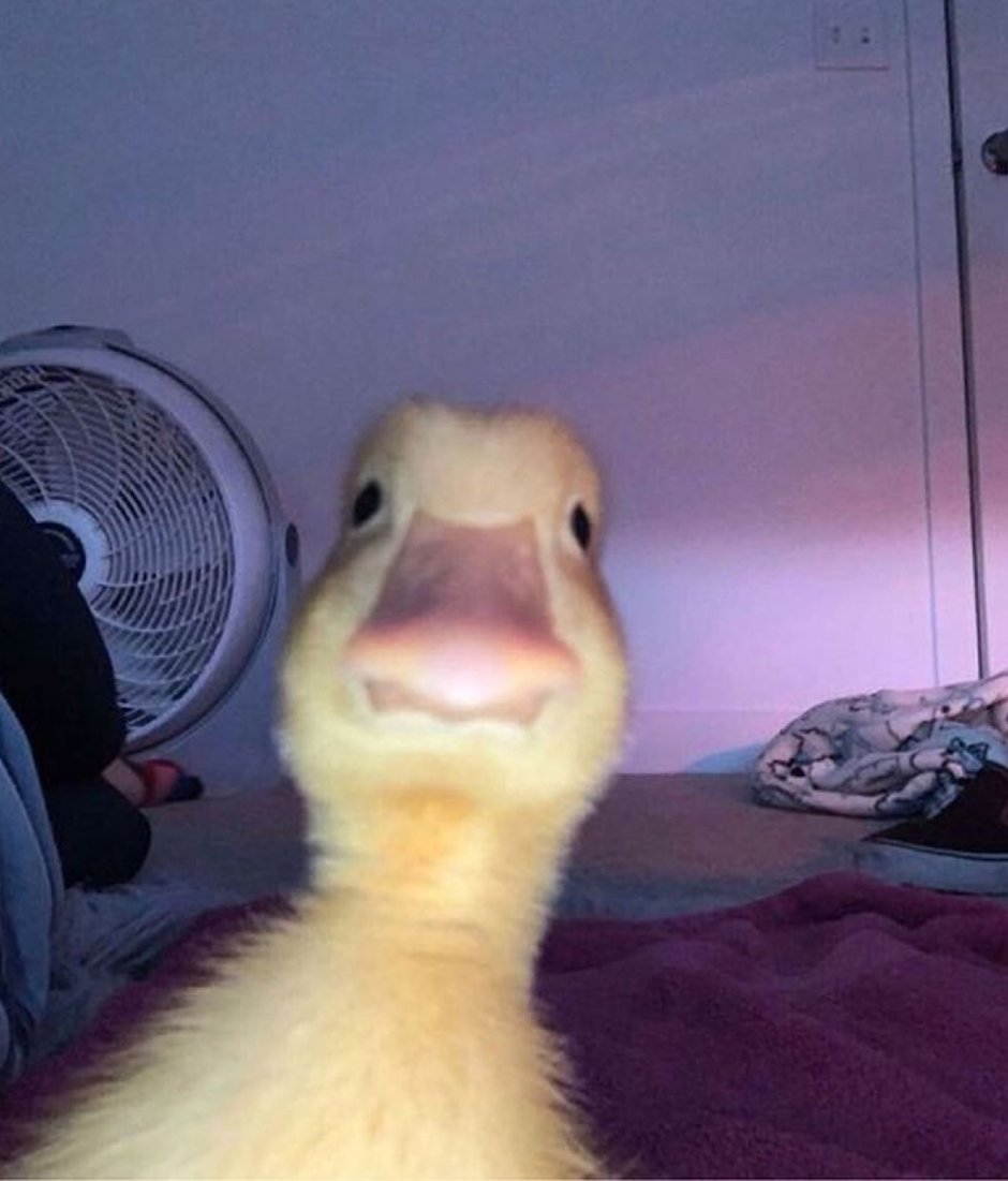 Гусь горящая голова