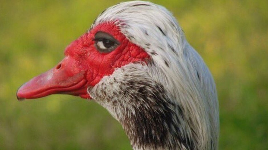 Утка туалет