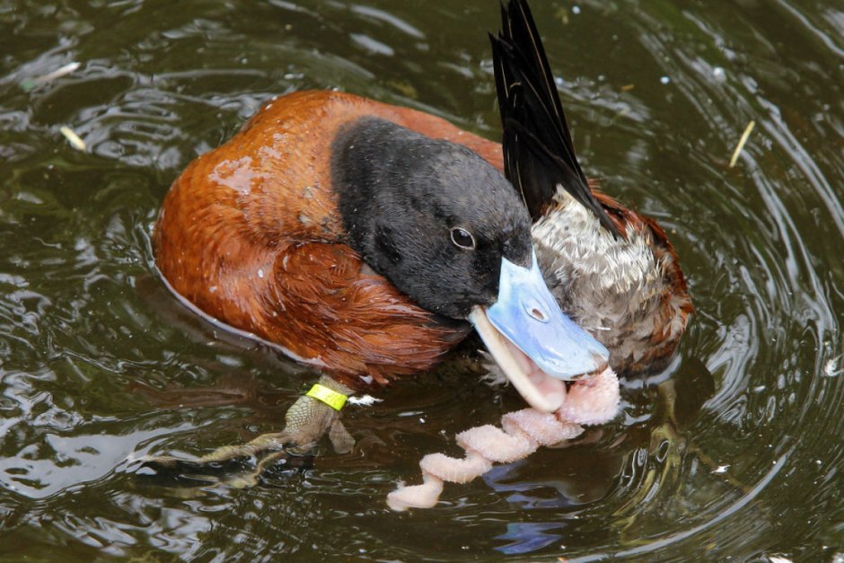 Самая уродливая птица