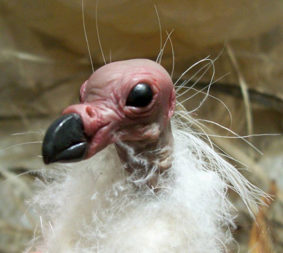 Удивлённый Гусь