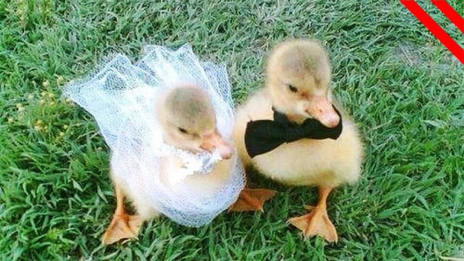 Губошлепка Кайли