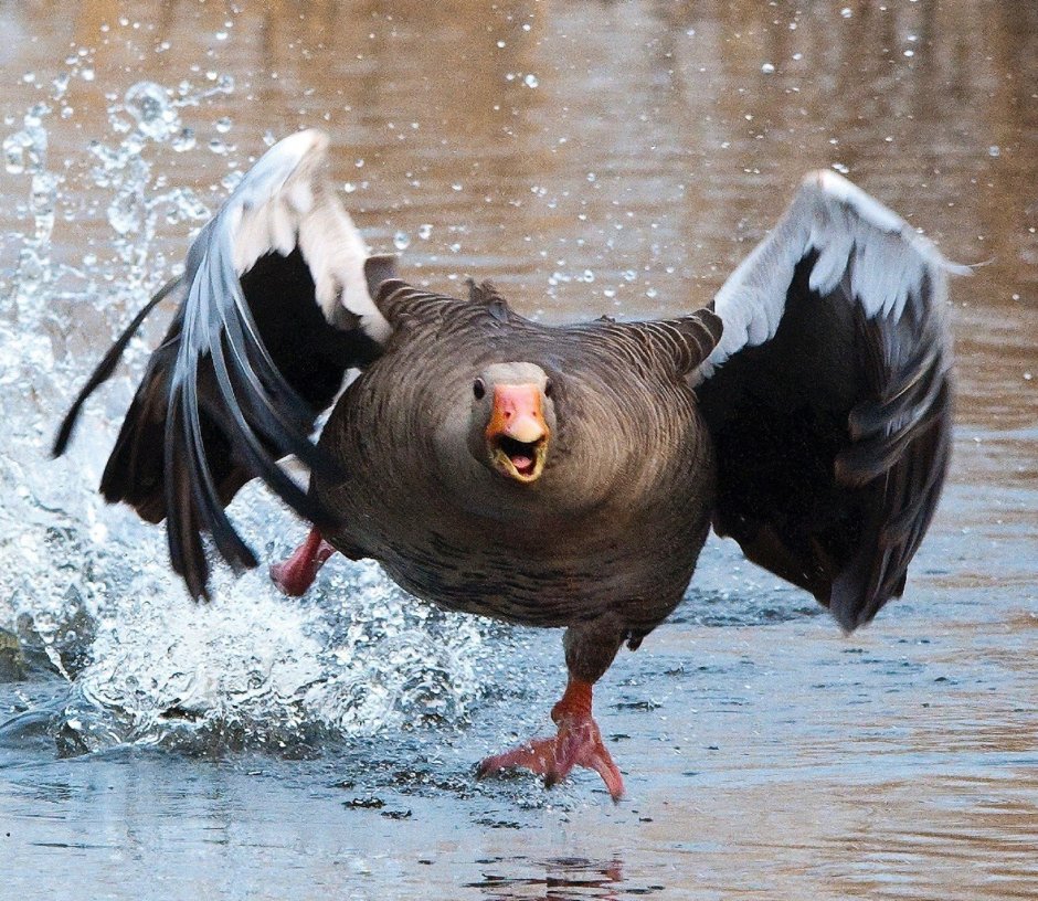 Самец аргентинской Савки