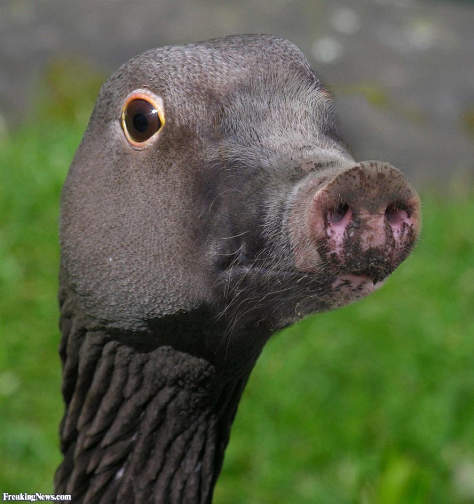 Страшный утенок