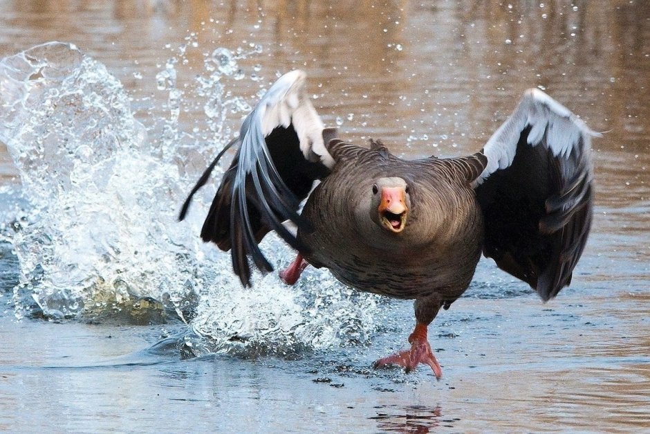 Крутая утка