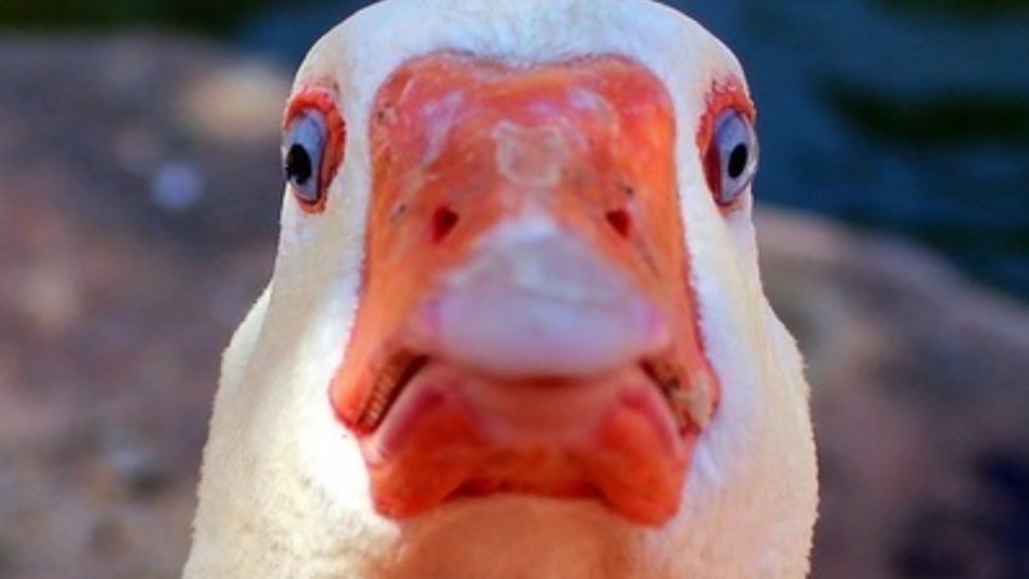 Утка с очками