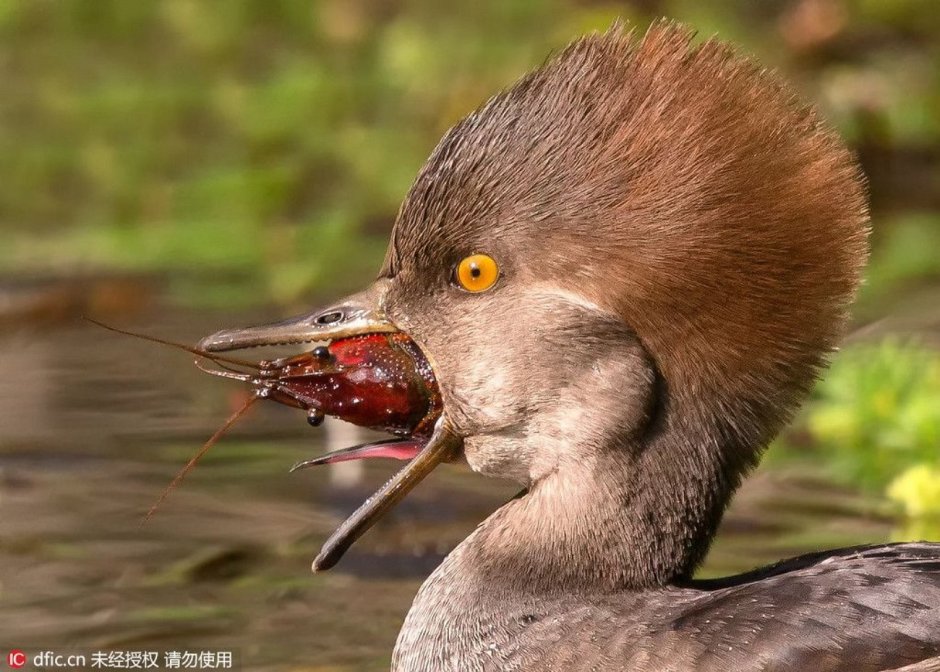 Смешные парные аватарки