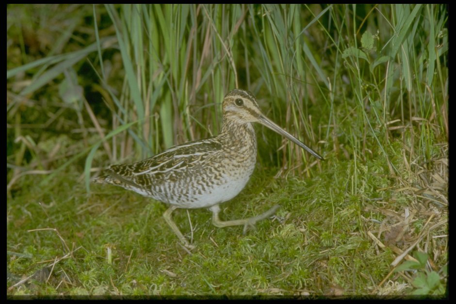 Сна́йпер Бекас