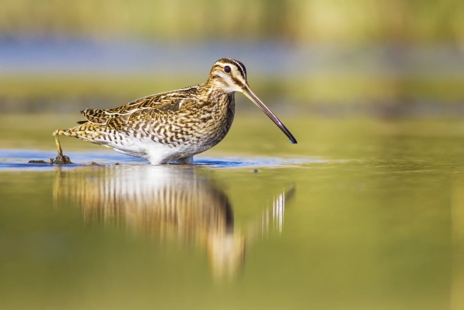 Бекас Долгонос птица