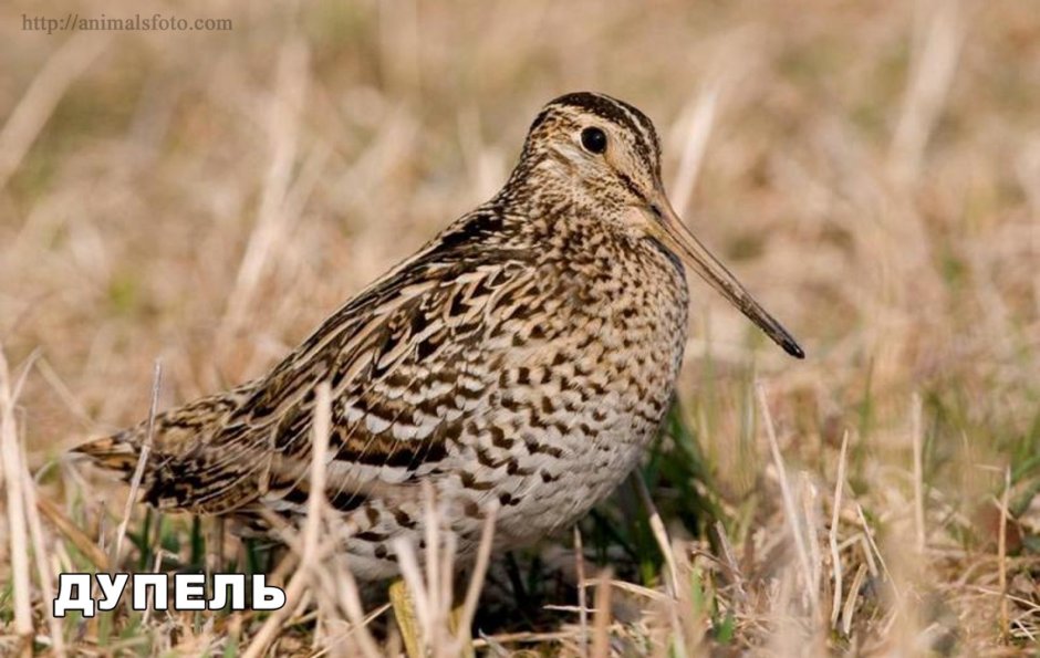 Дупель и Бекас