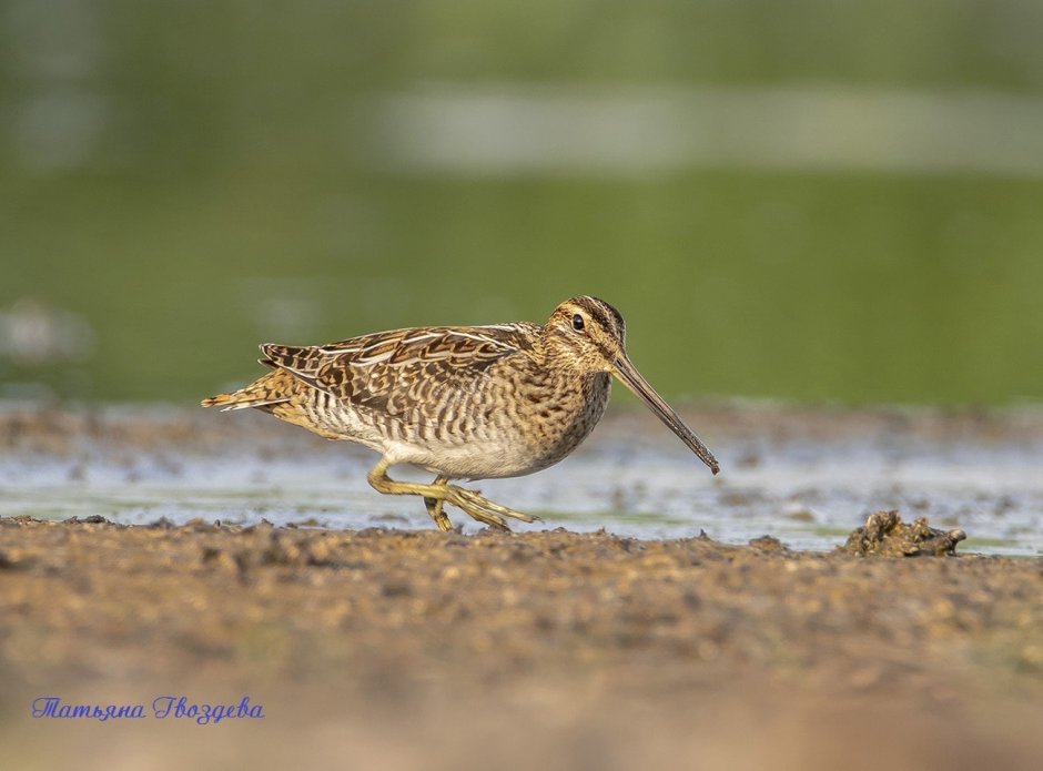 Болотная птица с длинным клювом