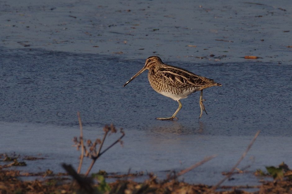 Болотная птица с длинным клювом