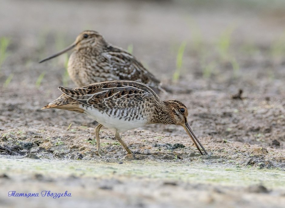 Птица из мультика Рио с длинным клювом
