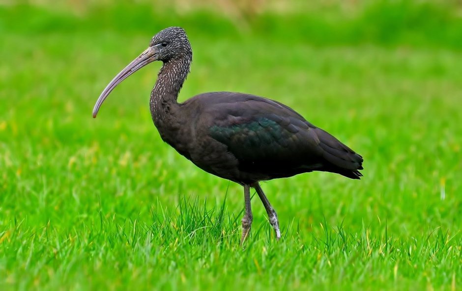 Черная Каравайка