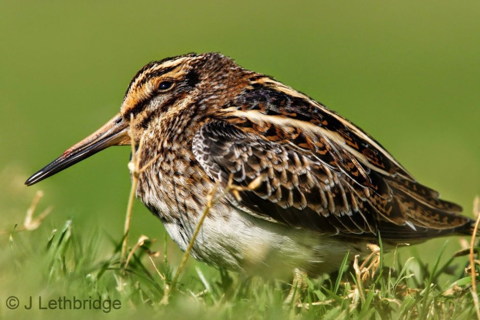 Бекас дупель гаршнеп