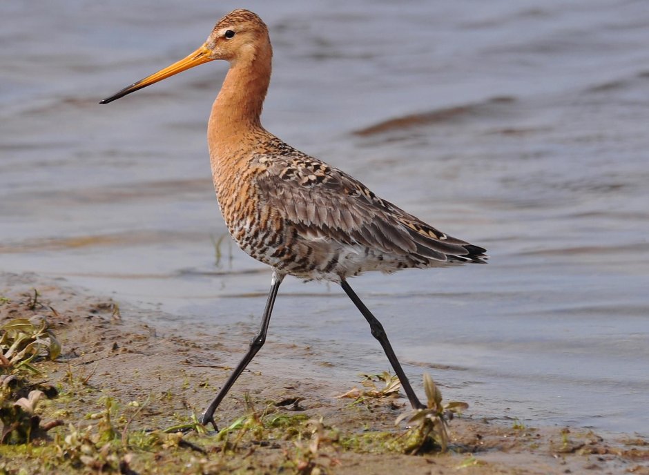Большой веретенник - Limosa Limosa