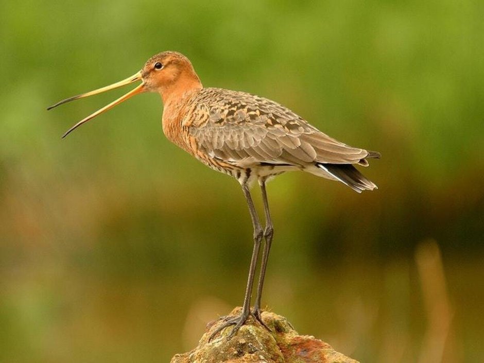 Большой веретенник - Limosa Limosa