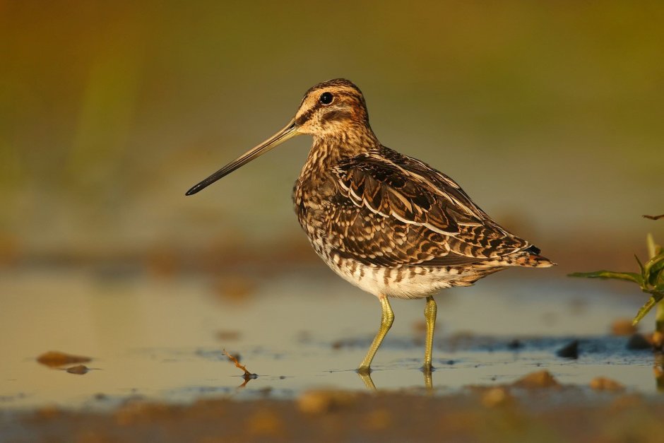 Болотный Кулик вальдшнеп