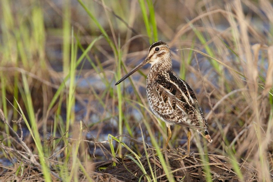 Бекас обыкновенный птенец