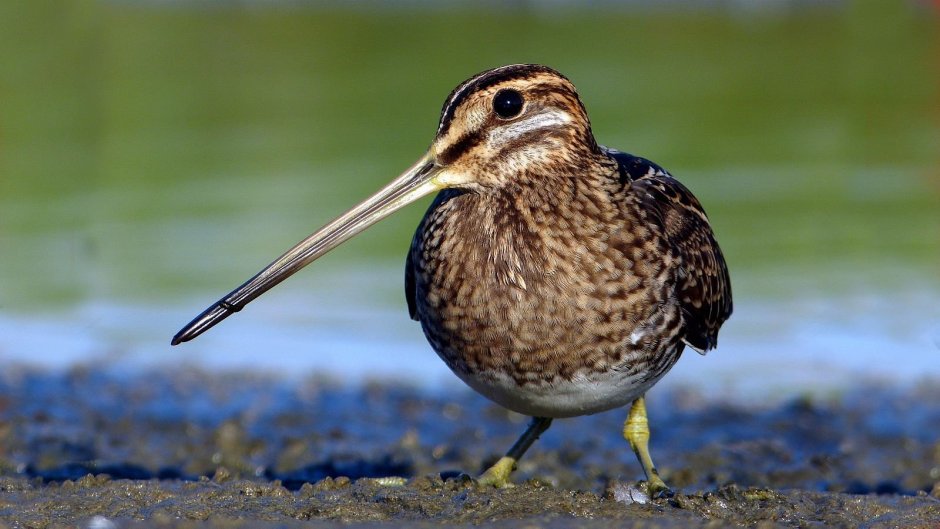 Бекас Луговой