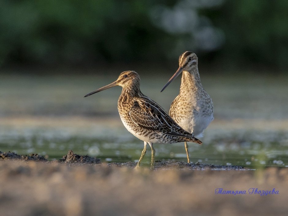 Болотная птица с длинным клювом