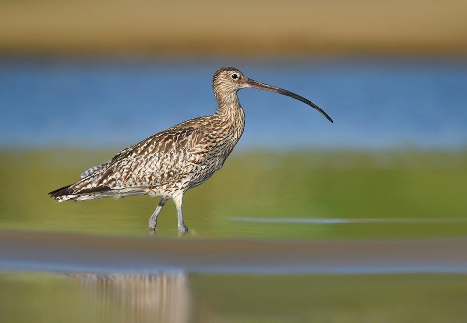 Кулики птицы фото с названиями