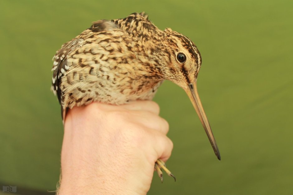 Птенец с длинным клювом