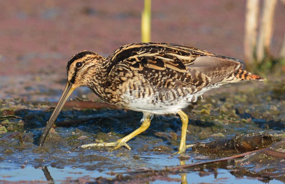 Африканский Бекас