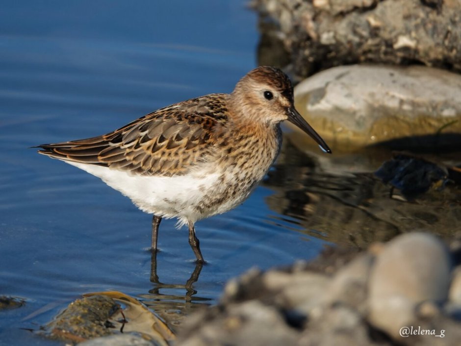 Маленькая коричневая птичка с длинным клювом