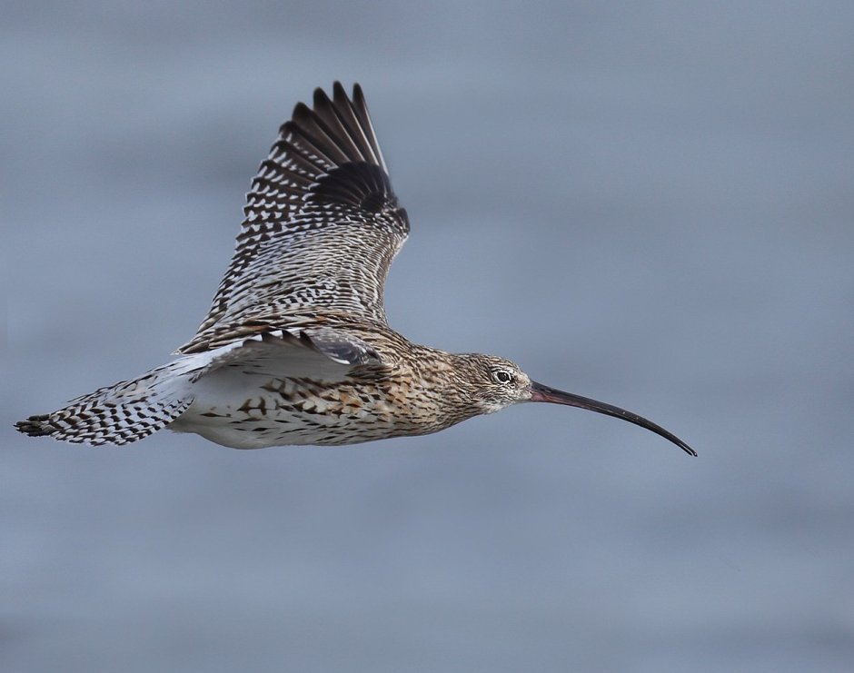 Кроншнеп серпонос