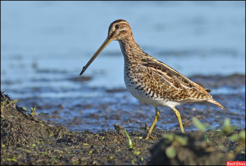 Кулик вальдшнеп Чибис Бекас