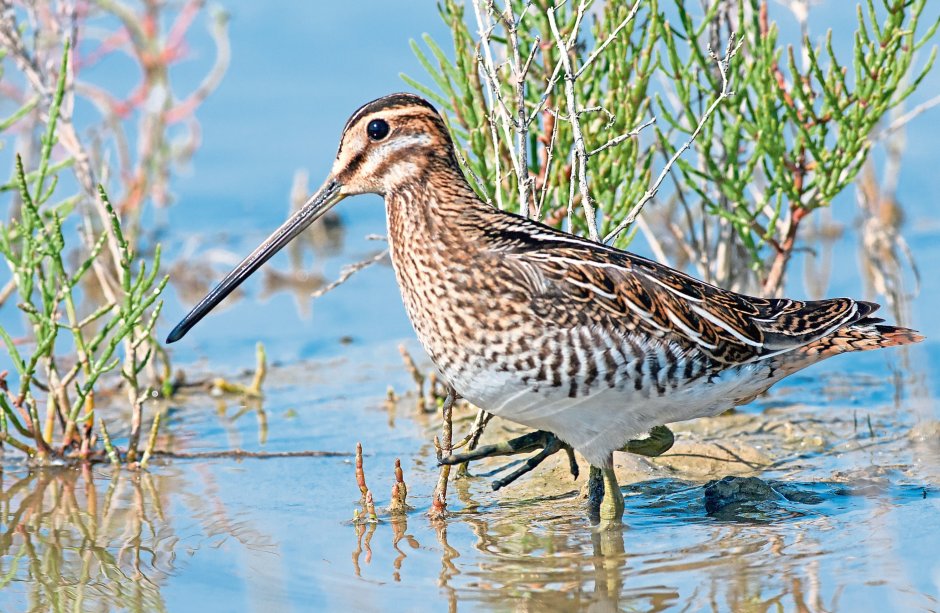 Болотный Бекас