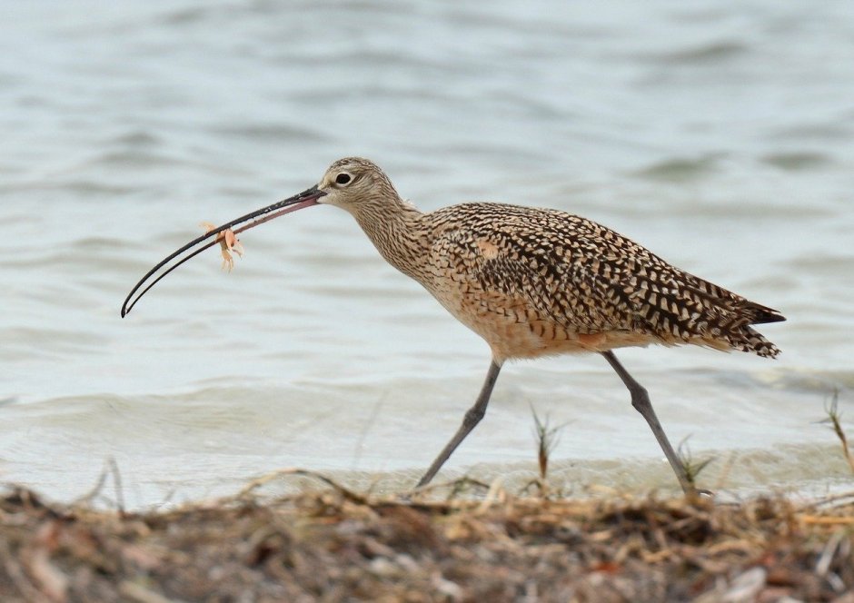 Кроншнеп серпонос