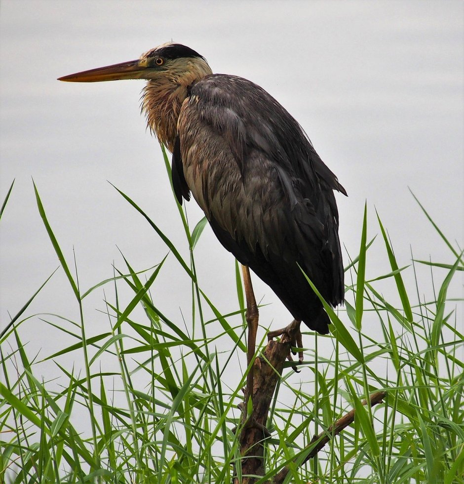 Выпь Болотная черная