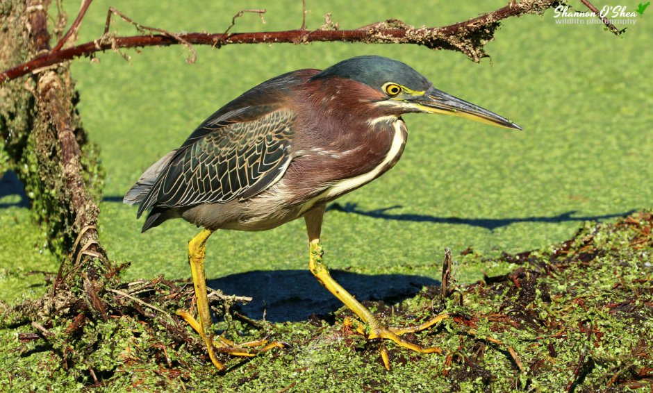 Птица на длинных ногах с длинным клювом