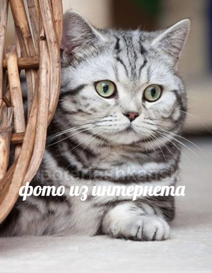 Табби макрель