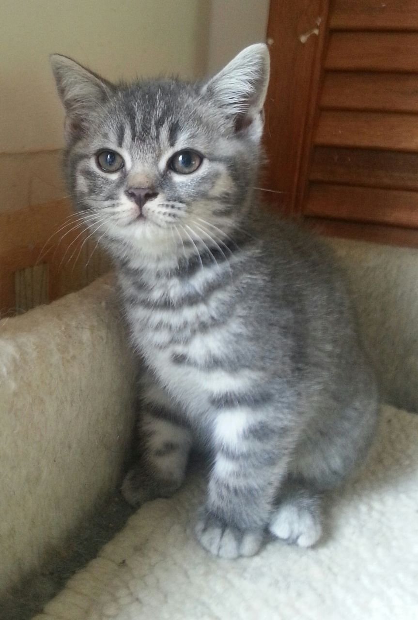 Голубой табби британский