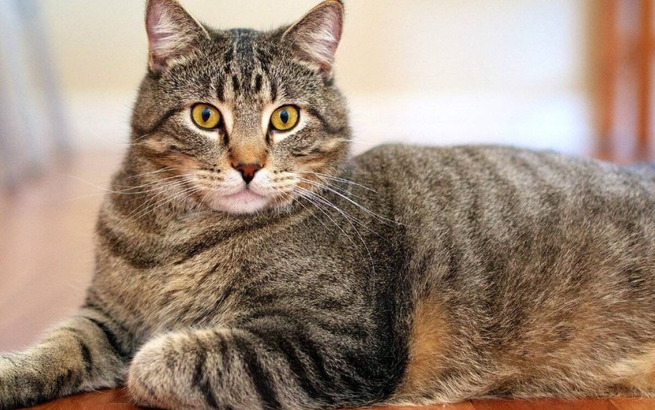 Азиатская табби мраморная