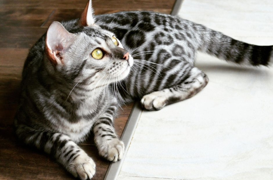 Серебристый мраморный бенгал